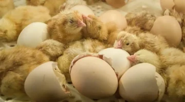 تحديثات بورصة الدواجن.. قائمة أسعار الكتاكيت بمختلف أنواعها خلال تعاملات الجمعة بمصر